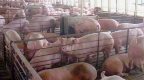 A bill moving through the Indiana Legislature would require confined feeding farms to undergo an additional state inspection during every five-year window.