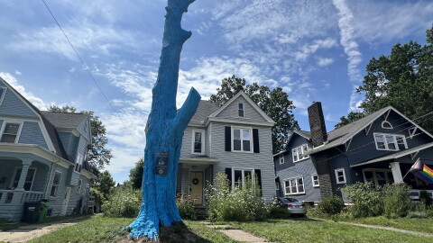 A blue tree sits in front of a Wooster home. 