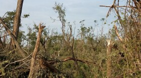 The aftermath of a forested area in Linn County from the August 10 derecho.