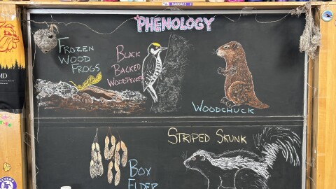 Chalk illustrations show box elder seeds, a striped skunk, a woodchuck, a Black-Backed Woodpecker, and frozen wood frogs.