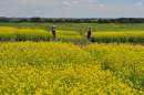 Canola fields with bright yellow flowers and two people in the distance.