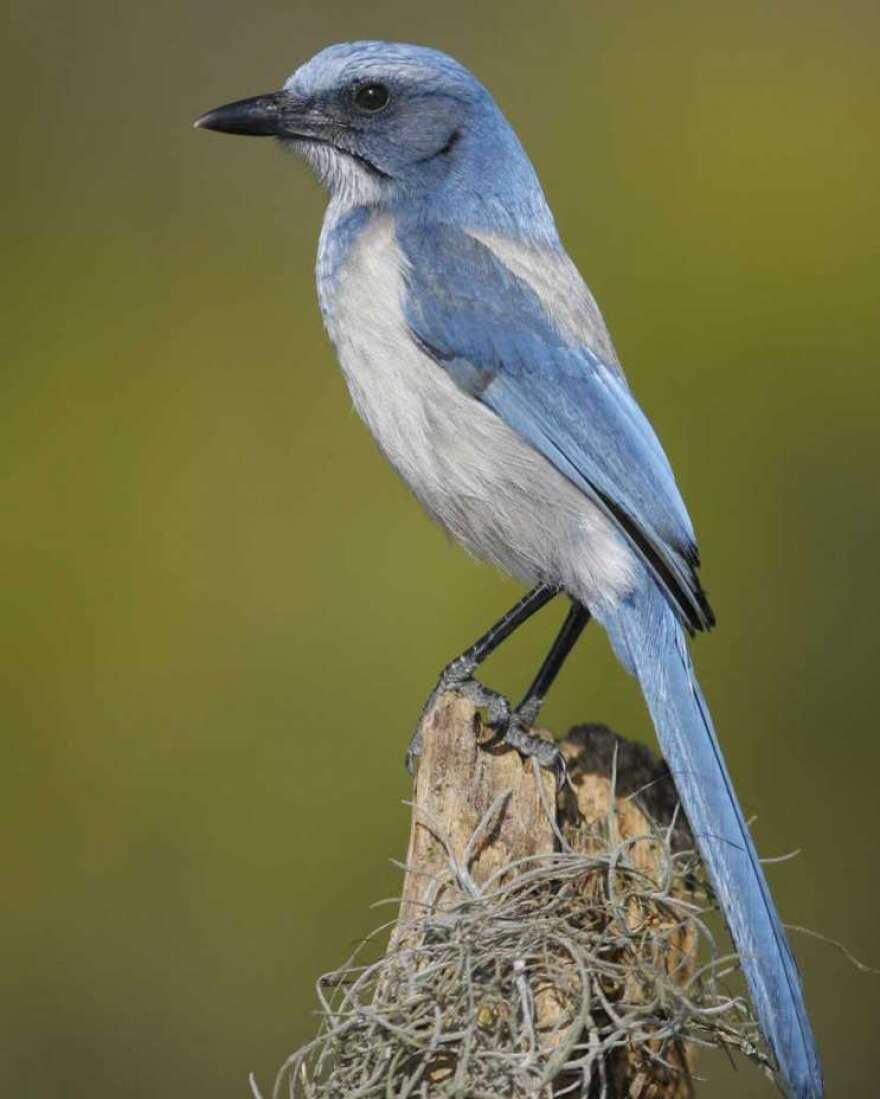 Florida scrub-jay. Photo courtesy Audubon