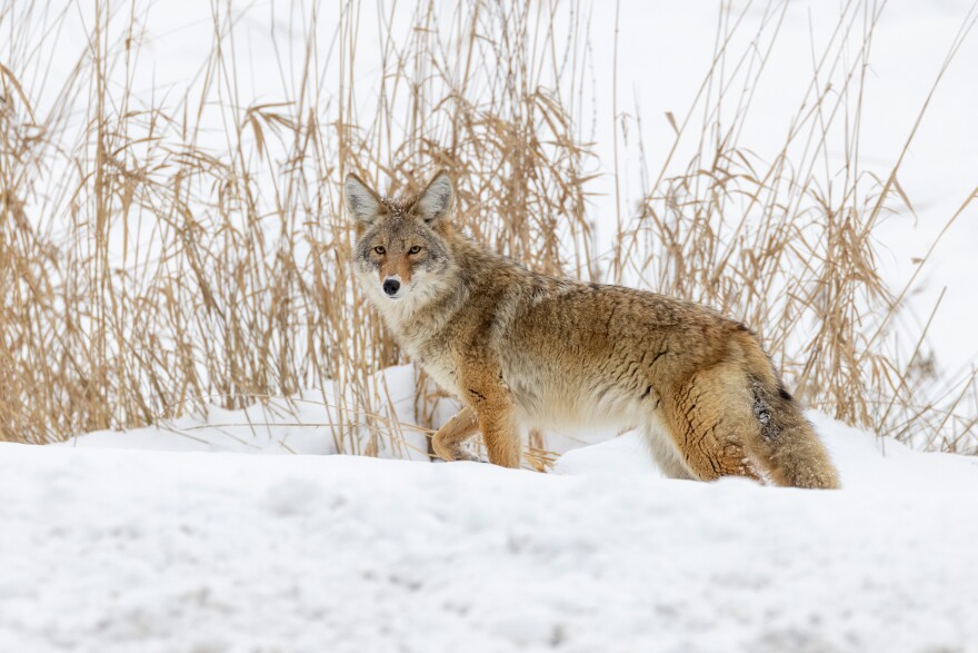 Coyotes are extremely adaptable animals, allowing them to expand their territories across major us cities.