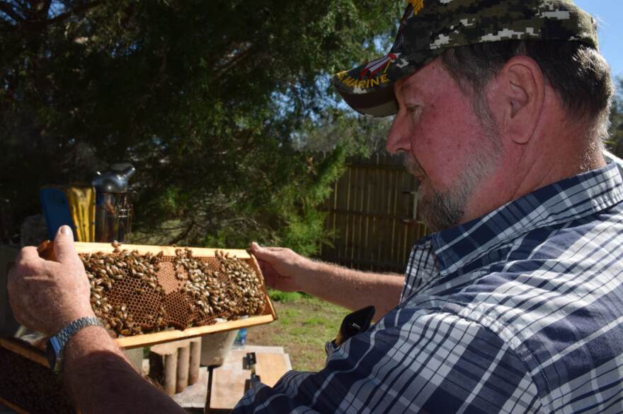 To make sure his hive is healthy, beekeeper Chappie McChesney inspects each frame. Beetles and mites can prey on bees, he said, as do human thieves who steal them. (Brooke Henderson/WUFT News)