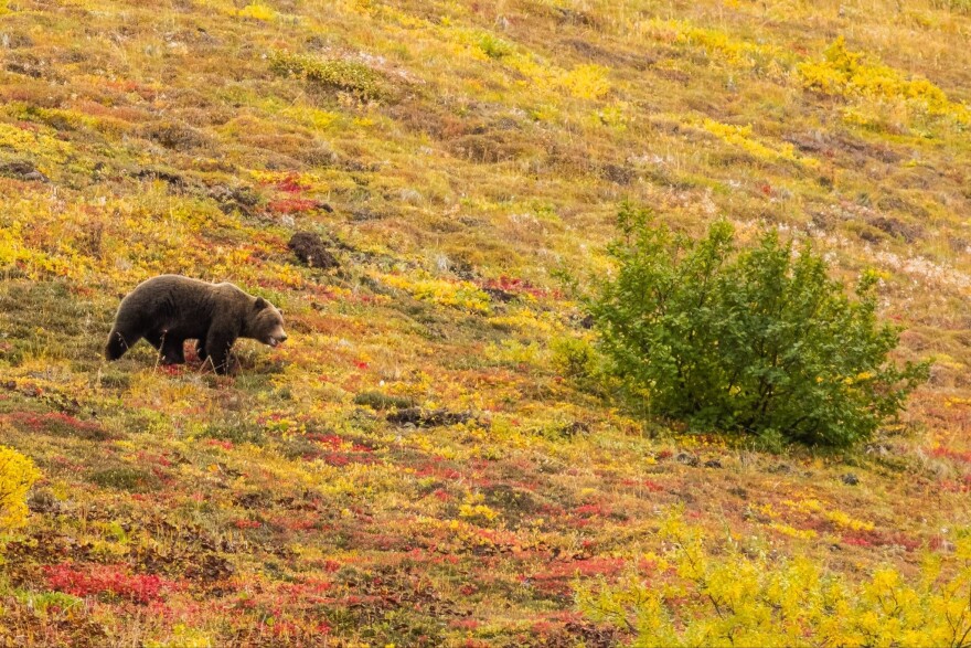 A grizzly bear in Denali National Park.