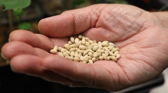 Cottonseeds produced by Texas A&M to produce less toxins. The hope is that cottonseeds, which are loaded with protein, could be a food source for livestock and even people.