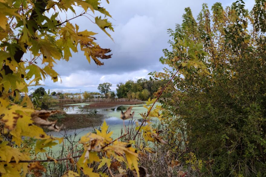 The wetland in Canton.