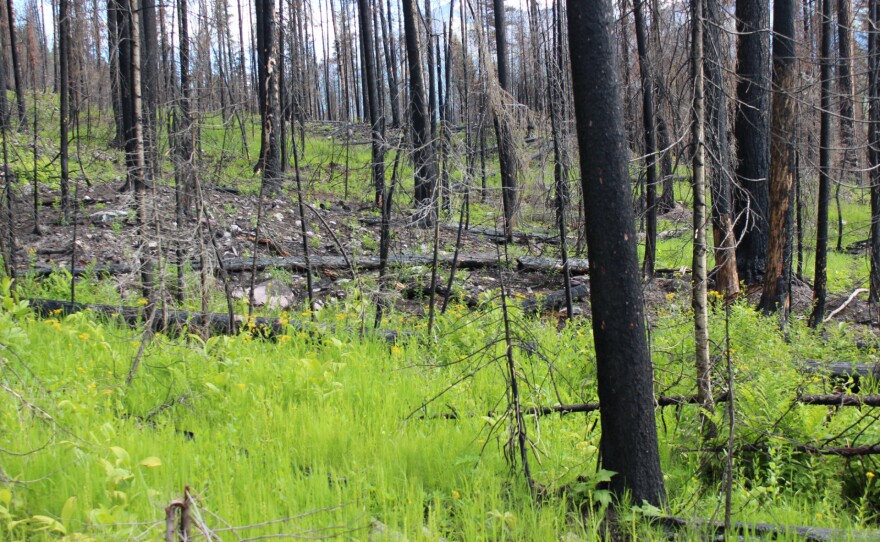 Rice-Ridge-Burn_Rosie-Costain.jpg