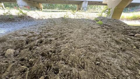 Researchers found various wildlife tracks underneath a Missouri bridge during a field outing. Many common animals follow trails underneath road infrastructure, such as white-tailed deer, raccoon and opossum.
