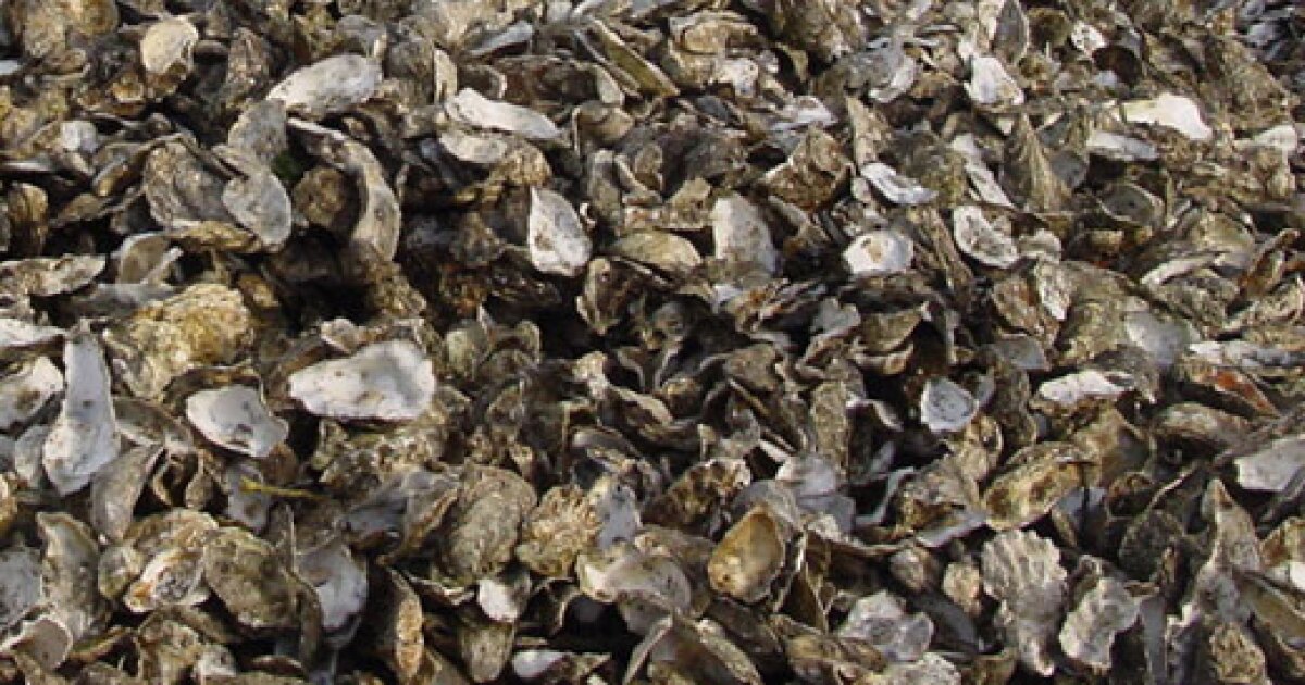 Oysters Could Help Clean Hawaii's Polluted Waterways Hawai'i Public Radio