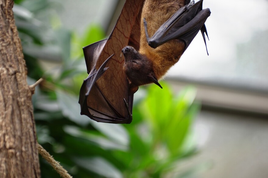 bat hanging from a tree