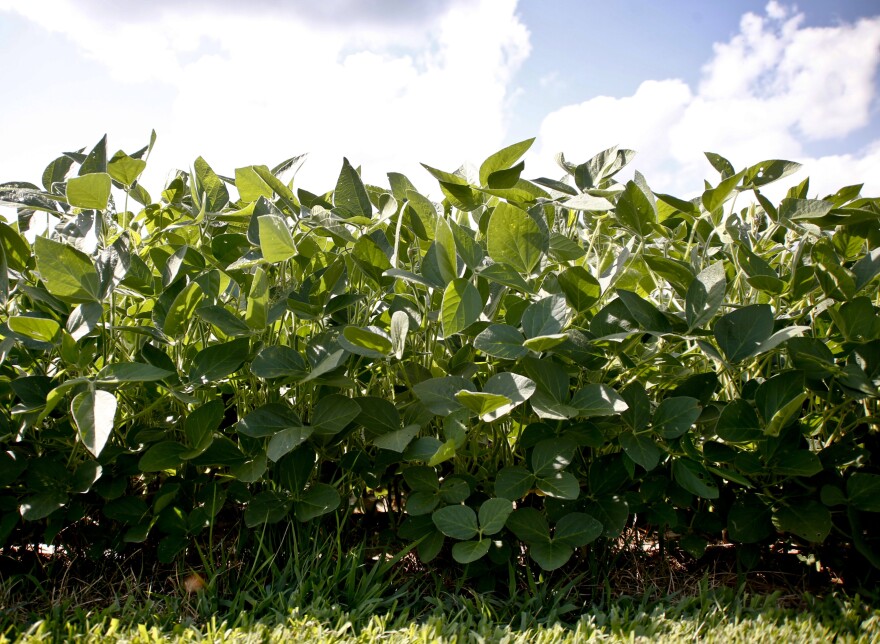 In this photo made on Saturday, July 28, 2018, a soybean crop grows on a farm in Renfrew, Pa. (AP Photo/Keith Srakocic)