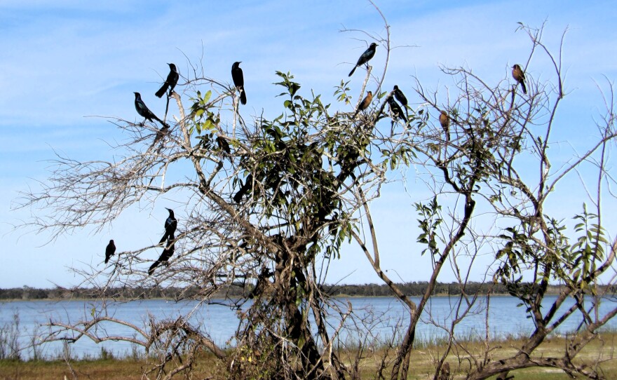 Birds perched on a tree at a nature park with water in the background