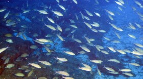 An underwater image captured by an ROV as part of the UNCW's Underwater Vehicles Program.