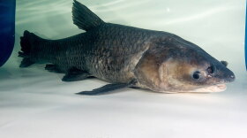 Asian Black Carp