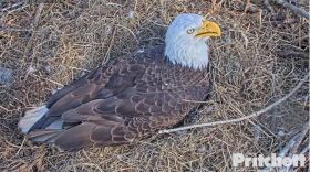 M15, the mate to Harriett at the North Fort Myers American bald eagle nest, sat incubating the pair's two eggs Tuesday afternoon. Earlier in the day a pip, or beginnings of hatching, were confirmed in one of the two eggs.