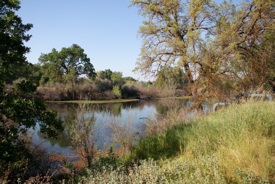 The bank of the San Joaquin River at Sumner Peck Ranch on Mar. 19, 2026.