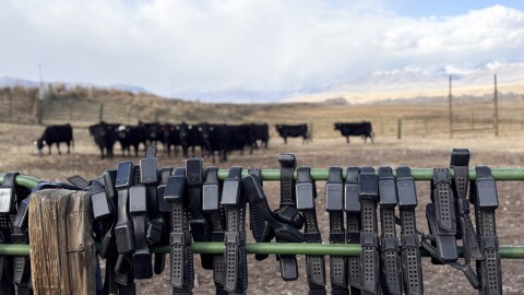 Black collars with screens on them hang on a fence in the foreground, with a herd of black cows in the background.