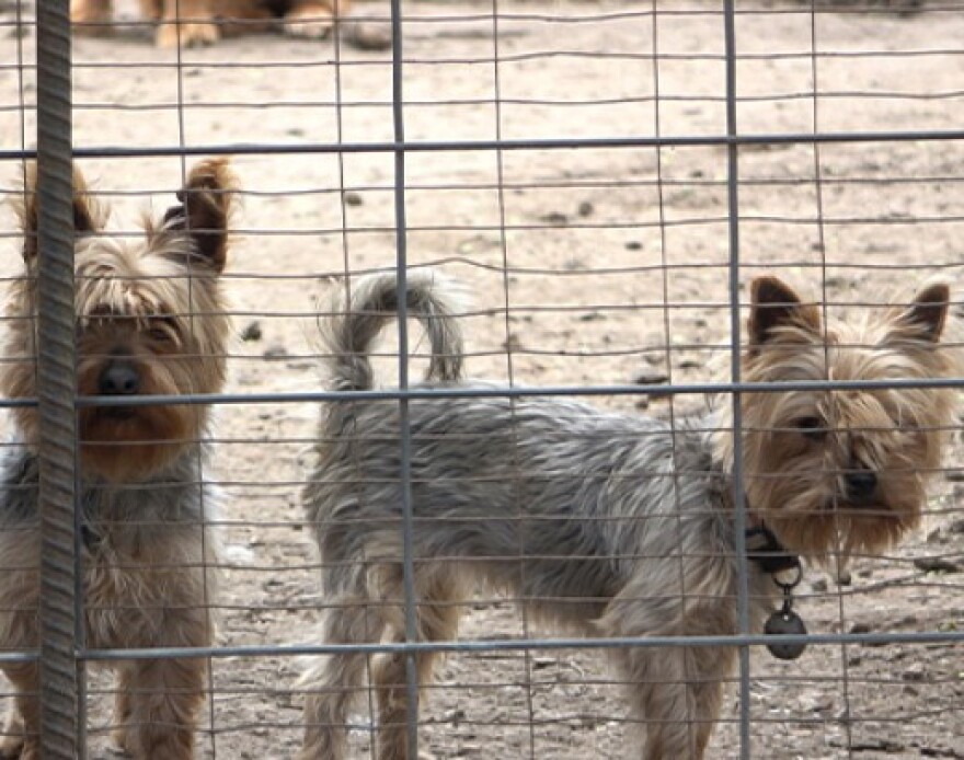 More Indiana communities are taking a stance against puppy mills. U.S. Humane Society Indiana State director Samantha Morton said several cities have passed ordinances aimed at pet stores that source from puppy mills.