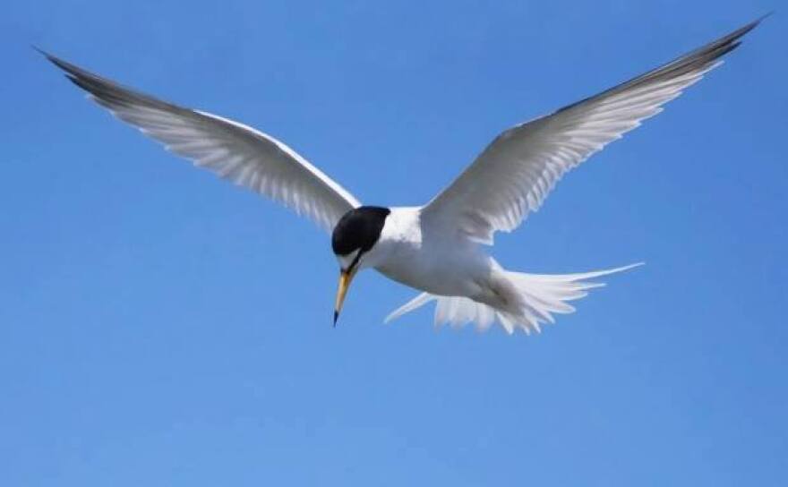 adult_least_tern.jpg