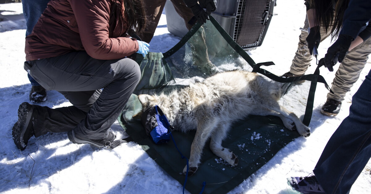 Wolf Control Mexican wolf management reform spotlight of Game and Fish meeting