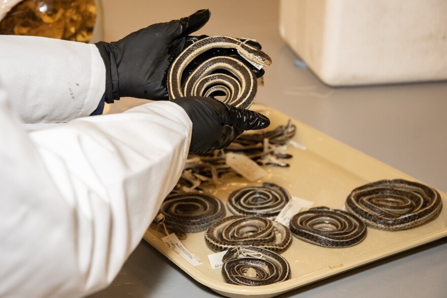 Some of the garter snake specimens that were recently acquired from Oregon State University. The specimens represent the work of two OSU professors, Stevan Arnold and Lynne Houck.