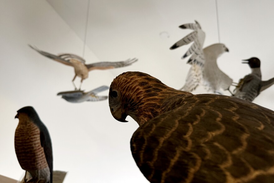 A life-size carved and painted wooden Hawk.