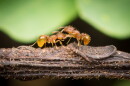 Two little fire ants on a trail. (June 19, 2024)