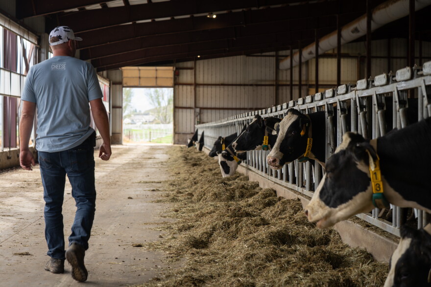 Russ Kohler inspects his dairy cows at Hidden Valley Artisan Cheese, Midway, Utah, Oct. 6, 2026. He's found it difficult to find reliable workers to help his operation.