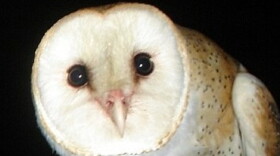 State Fish and Wildlife Resources officials give a hoot about public input for an update to the state wildlife action plan, the last of which produced valuable information about the barn owl, shown here.