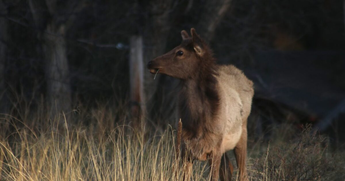 NM Senate unanimously passes wildlife commission reform
