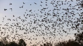 15-20 million Mexican free-tailed bats flying around Bracken Cave on Aug. 24, 2023 during a Media event. The bats are preparing to journey to Mexico in October.