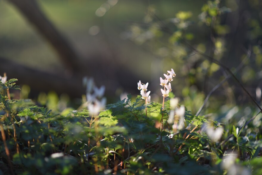 dutchmans breeches