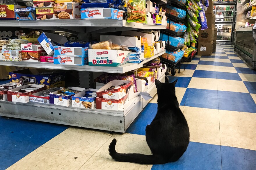 A black cat sits at the end of a food aisle inside A & M Supermarket.