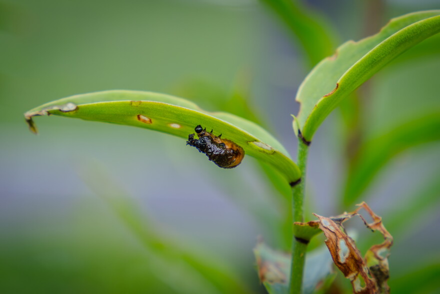 Feces covered scarlet lily beetle larvae. 