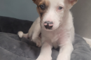 A small white and brown dog.