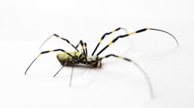 Detail of a Joro spider on a white backdrop. 