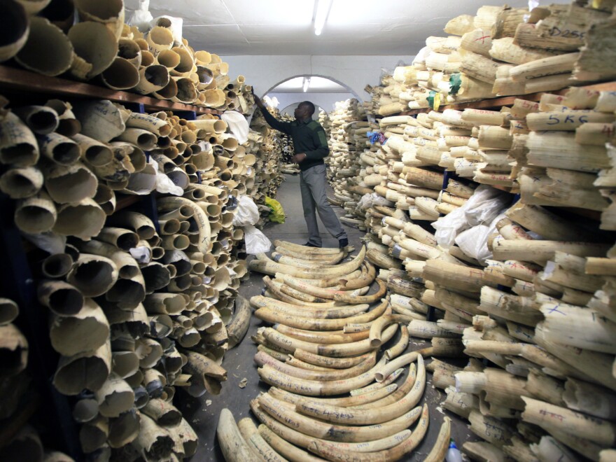 A Zimbabwe National Parks official inspects the country's ivory stockpile at the Zimbabwe National Parks Headquarters in Harare in June. A new survey shows a rapid decline in Africa's savanna elephants, as international and domestic ivory trades continue to drive poaching across the continent.