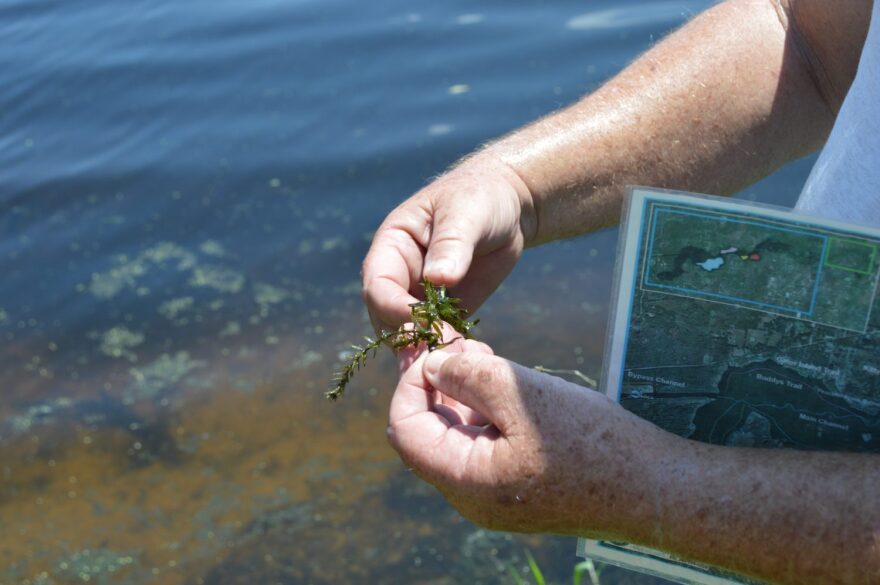 Bruce Jaggers, an invasive plant biologist for the Florida Fish and Wildlife Conservation Commission, holds a piece of hydrilla. Hydrilla is an exotic, invasive plant that is being treated in Lake Rousseau. (Cecilia Mazanec/WUFT News)