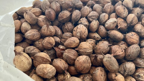 A large pile of seeds sits in a barely visible plastic bag.