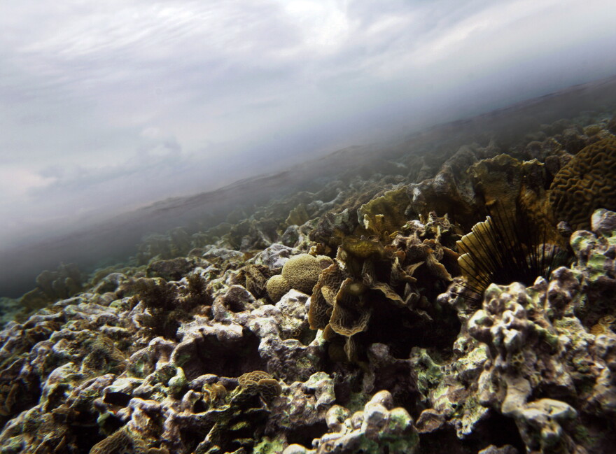 FILE - A coral grows under in the Caribbean Ocean along Caye Caulker near the second largest barrier reef that runs along the coast of Belize, Dec. 15, 2009. 
