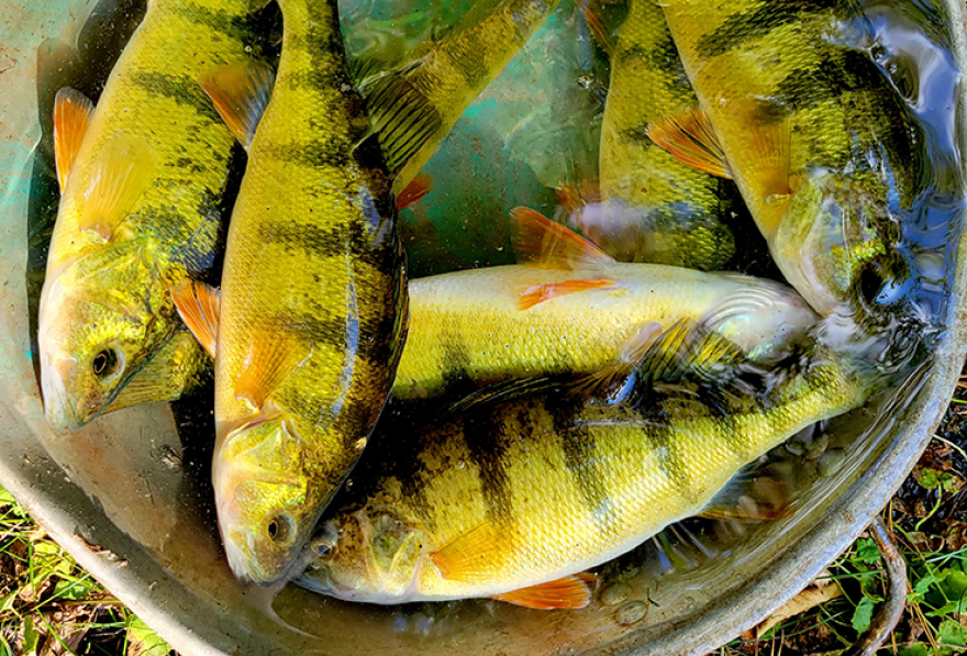 In invaded lakes, perch were found to exceed the .22 parts per million threshold once they reached a length of 8.8 inches.