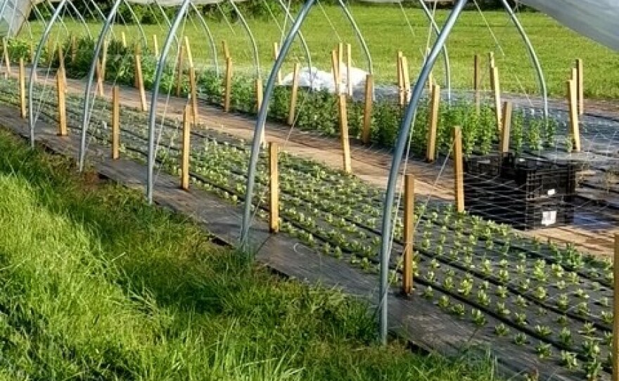 Hoop houses for growing flowers at Agape Fields