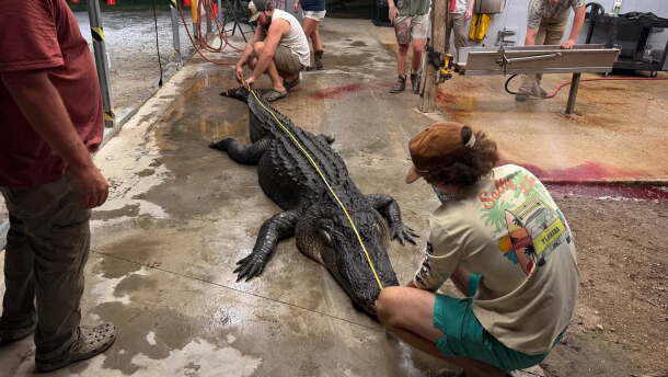 A nearly 13-foot gator weighing roughly 600 pounds was caught Monday, Sept. 21, 2026, in the Waccamaw River between Georgetown and Myrtle Beach.