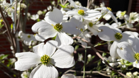 Photos of blooming plants in Tallahassee, Florida.