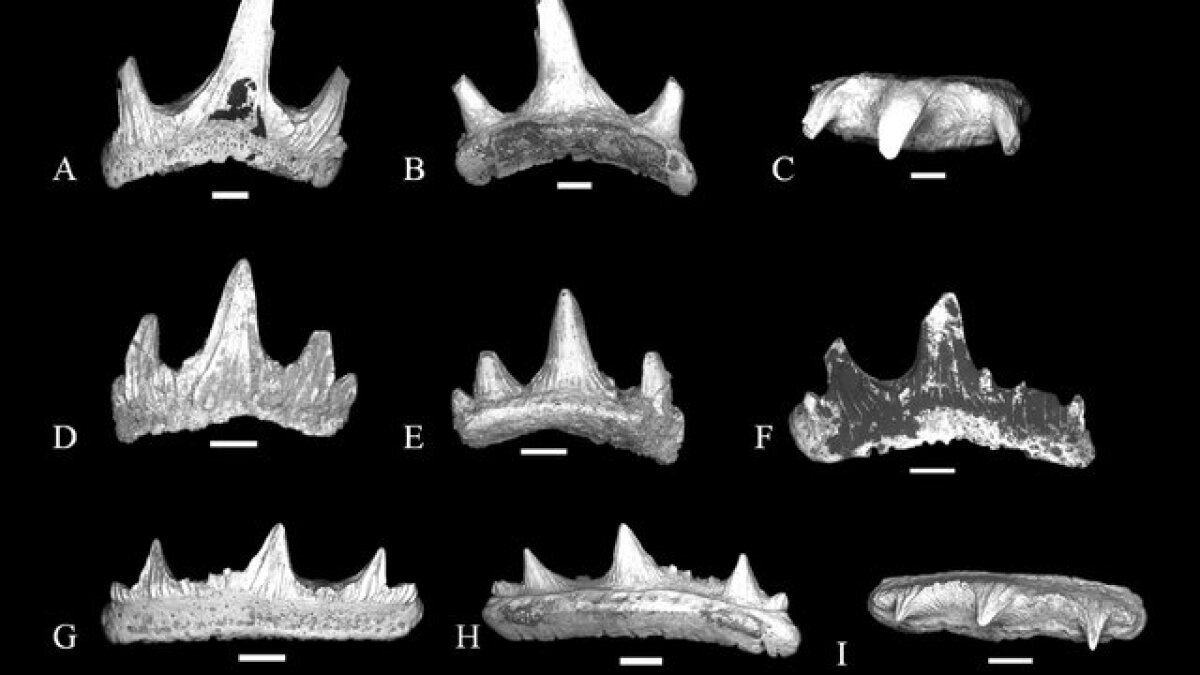 Arizona's Ancient Sharks - Vimarsana News