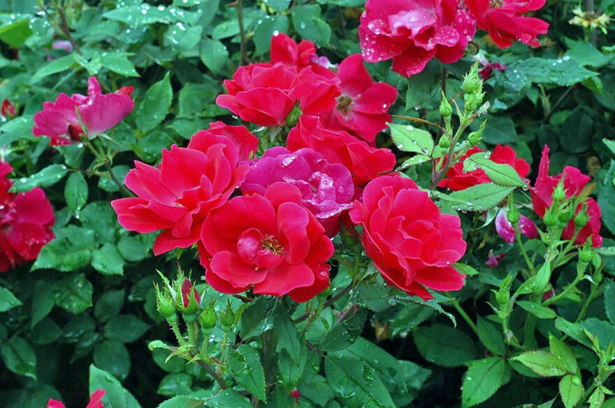 red roses bloom in a garden
