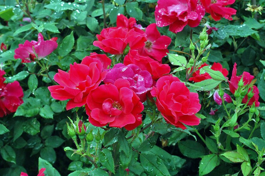 Prune Out Damaged Rose Stems  The Art & Science of Gardening