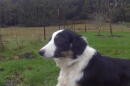 Beau, a border collie, was taken from an unhoused woman in downtown Eugene on Sept. 23, according to Eugene Police.