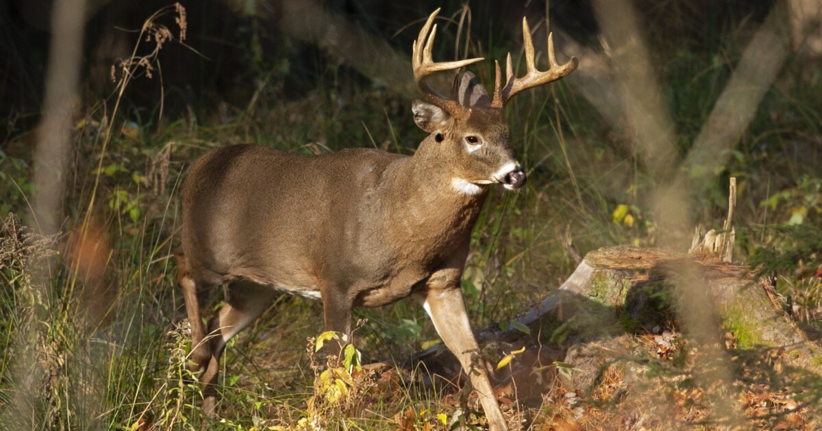 Pa. Game Commission votes to keep current firearms deer opener date, plans to revisit moving it up